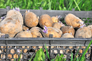 Potato seeds in a box.