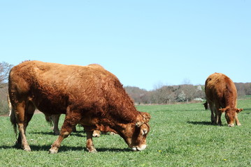 Grazing Limousin Bull Beef Cattle