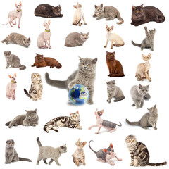 Collection of a cats