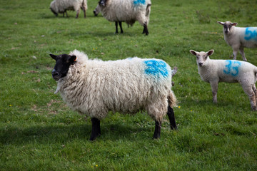 Naklejka premium moutons