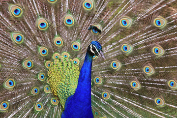 Obraz premium Beautiful Peacock with tail feathers spread