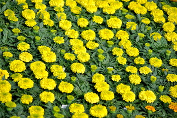 Fototapeta na wymiar Tło żółte Marigolds