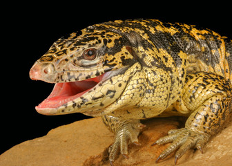 Golden Tegu.