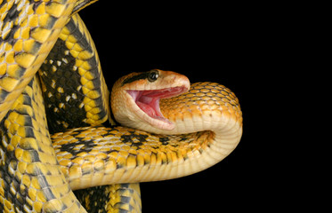 Taiwan Beauty Snake