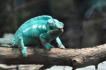 Chameleon