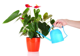 Woman's hand  waters flowers