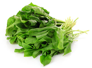 Fresh leaves of a sorrel on a white background