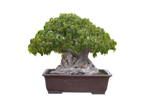 green bonsai tree Isolated on white background