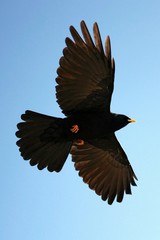Bergdohle - Pyrrhocorax graculus
