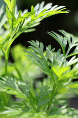 Close up of vegetable leaves, carrot