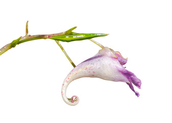 Flower (Impatiens) 3