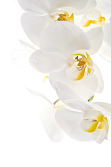 Orchidea - Phalaenopsis