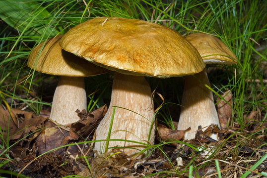 Mushrooms (Cape) 3