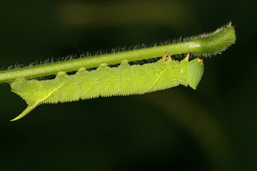 Fototapeta premium beans convolvuli larvae