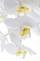 Orchidea - Phalaenopsis
