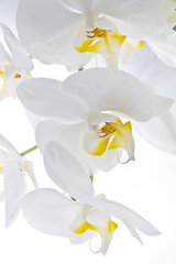 Orchidea - Phalaenopsis © fotografiche.eu