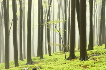  Spring beech forest in the fog © Aniszewski