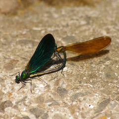 Accouplement libellules