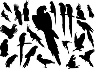black isolated parrots collection