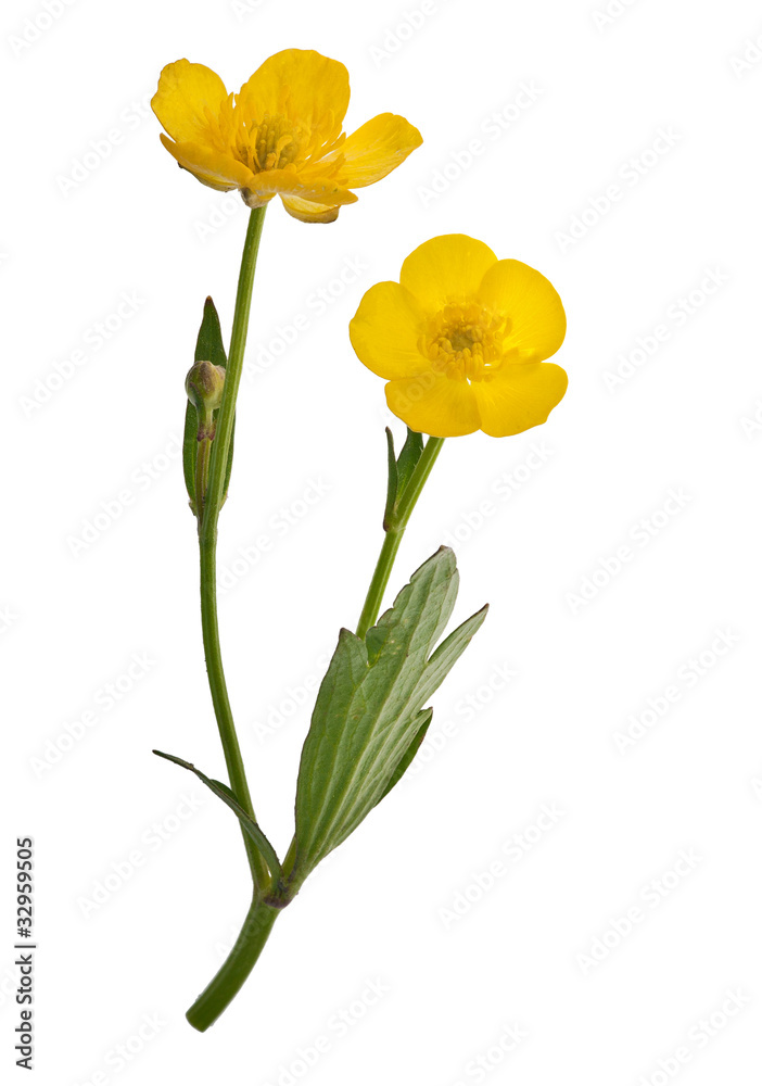 Wall mural two yellow buttercup flowers