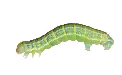 dark green isolated caterpillar