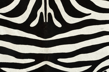 zebra excellent fur