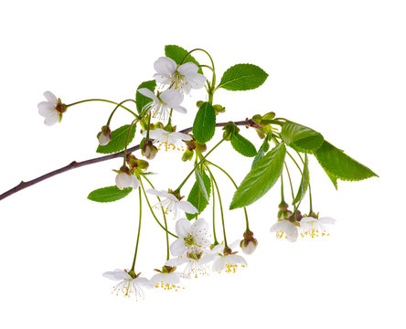 brach with white cherry tree flowers