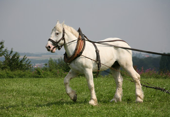 Rückepferd