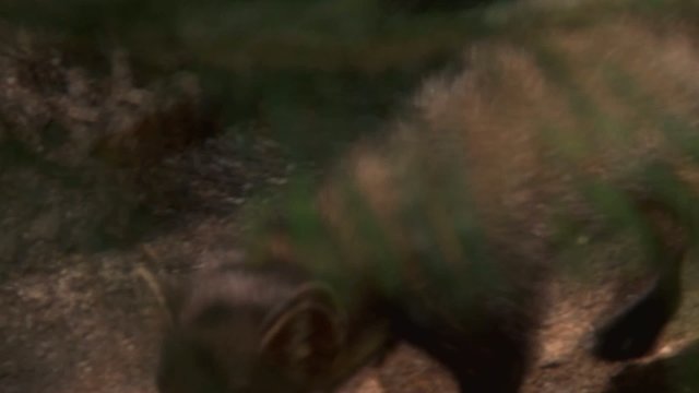 baummarder