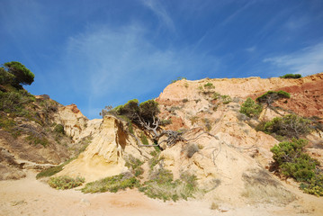 Fototapeta na wymiar Pine and red cliffs(Algarve,Portugal)