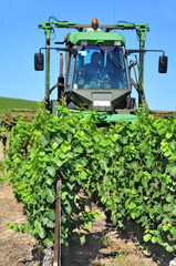 Fototapeta premium rognage des vignes
