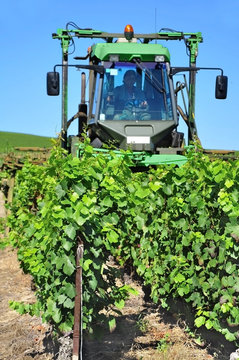 rognage des vignes