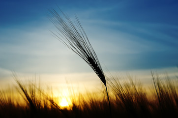 ears of wheat on a background a sun in the evening