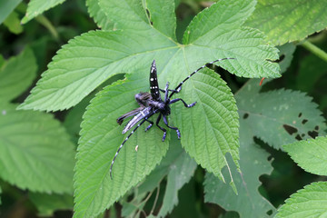 insects