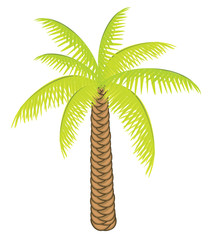 Vector color palm tree for your design.