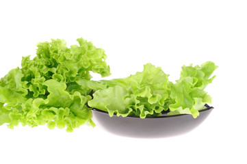 green salad in the plate isolated on the white background
