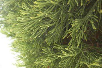 Branches of a coniferous tree