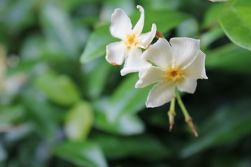 Fototapeta na wymiar Biały kwiat