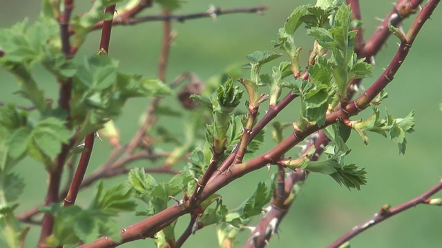 Close up shot of branch of a spring dog rose.
