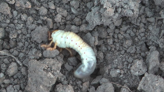 Larva of a may-bug on the earth close-up.