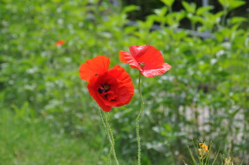 Obraz premium Mohnblumen