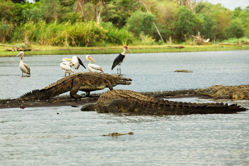 Obraz premium Crocodile