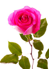 beautiful pink rose on a white background
