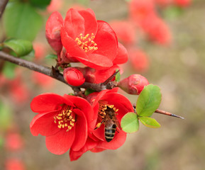 Bee sits on a flower of a Japanese quince