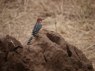 Barbet on a rock