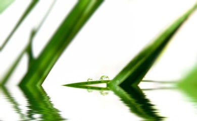 Raindrops