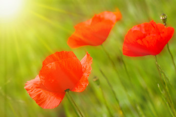 Klatschmohn