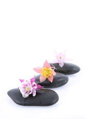 Columbine flowers on a spa stones on white background