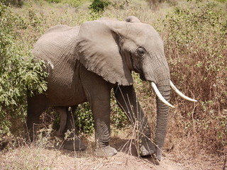 Emerging African bull elephant