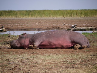 Sunbathing Hippo